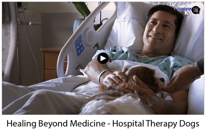 Healing Beyond Medicine - Hospital Therapy Dogs