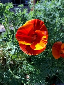 California poppy in bloom