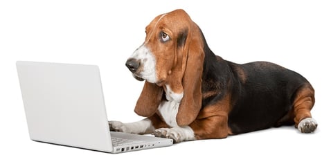 dog-laptop.jpg