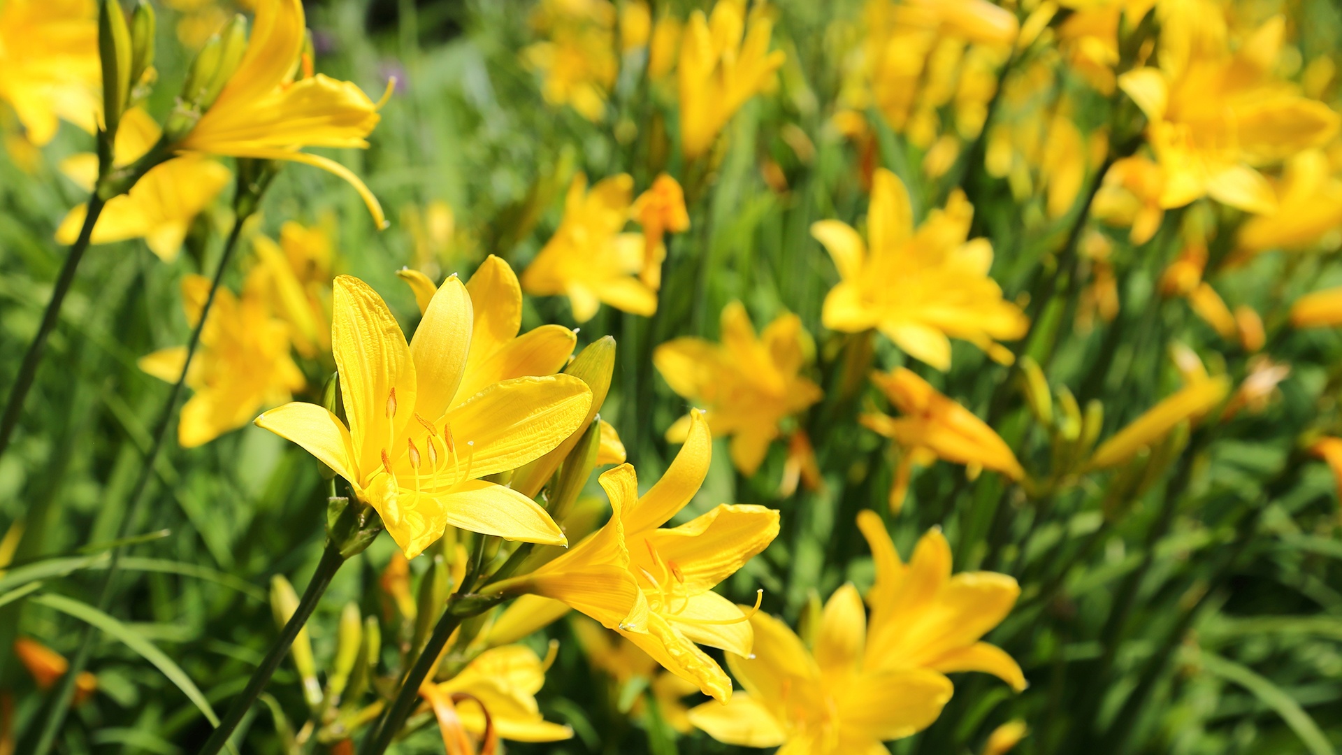 amador-flower-farm.jpg